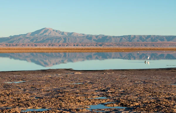 Flamingo refleksje, Laguna Chaxa, Pustyni Atacama, Chile — Zdjęcie stockowe