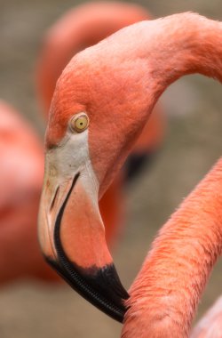 Flamingo Ulusal Hayvanat Bahçesi, Washington DC.