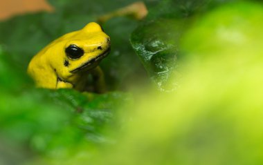 Altın Poison Frog (Phyllobates terribilis), ulusal Hayvanat Bahçesi, Washington Dc.