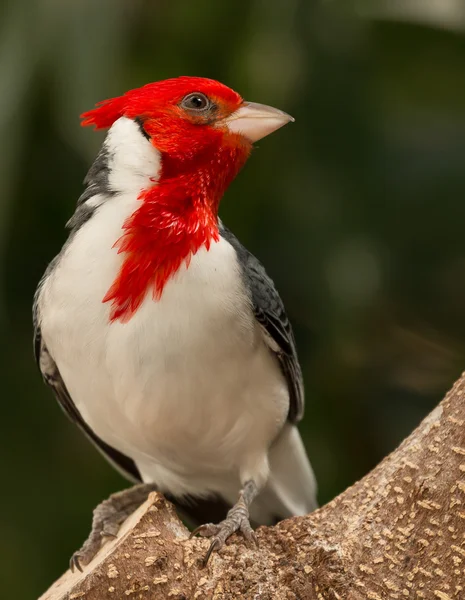 Cardinalul cu creastă roșie (Paroaria coronata), Grădina Zoologică Națională, Washington DC . — Fotografie, imagine de stoc