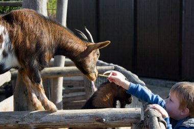 Küçük bir çocuk hayvanat bahçesinde bir keçiyi besliyor..