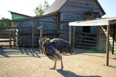 Bir devekuşu hayvanat bahçesindeki otlakta yürüyor. .