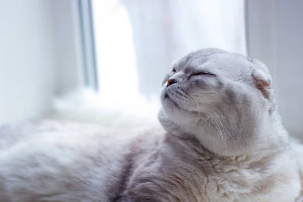 Eine schöne graue Vollblut-Faltbäckchen-Katze liegt auf einem Plaid am Fenster. — Stockfoto