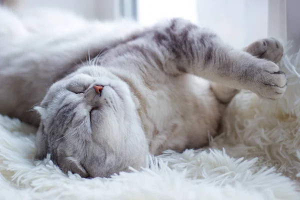 Schöne graue Vollblut-Faltbäckchen-Katze liegt schlafend auf einem Plaid am Fenster. Selektiver Fokus — Stockfoto