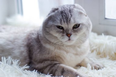 Güzel bir gri safkan katlanan 20 'lik kedi pencerenin yanındaki bir ekosenin üzerine uzanmış kameraya bakıyor. Seçici odak