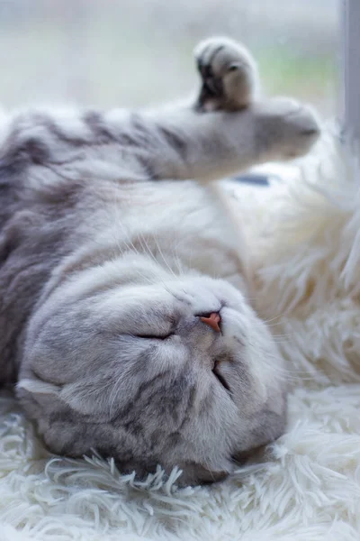 Schöne graue Vollblut-Faltbäckchen-Katze liegt schlafend auf einem Plaid am Fenster. Selektiver Fokus — Stockfoto