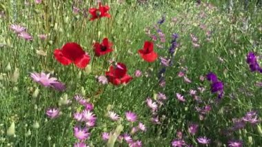 Mor çiçeklerle, kırmızı gelinciklerle ve parlak güneşli bir günde uçan kelebeklerle dolu bir tarla.
