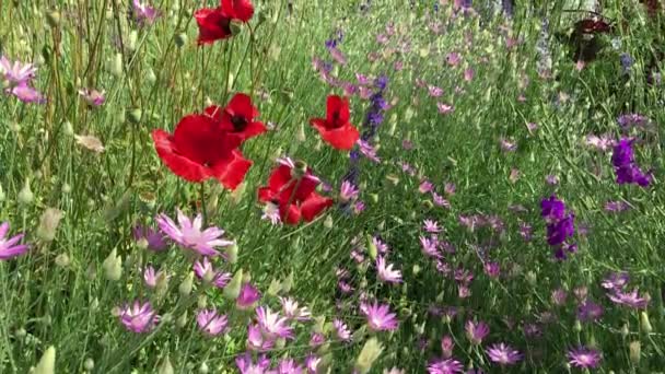 Поле з квітучими фіолетовими квітами, червоними маками і літаючими бджолами в яскравий сонячний день. Повільне відео руху — стокове відео