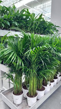 Areka palmiye bitkileri, bir bahçe merkezindeki raflarda sergilenen beyaz tencerelerde yemyeşil yapraklar. Ev dekorasyonu, ofis iç dekorasyonu ve modern yeşil alanlar için kullanılan popüler tropikal bitkiler..