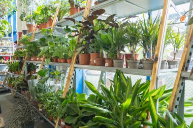 Çiçek saksılarındaki çeşitli tropikal bitkiler bir bitki dükkanının raflarında dizilmiş. Yeşil yapraklar ve doğal dokular, canlı bir botanik perakende iç mekanının taze yeşil olduğunu vurguluyor..