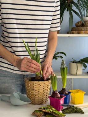 Dördüncü adım. Çiçekçiye nergis ekiyorum ve bitkileri güvenli bir şekilde toprağa yerleştiriyorum. Toprak, yosun ve mevsimlik çiçekleri kullanarak bir iç mekan düzenleme projesinin başlangıcı.