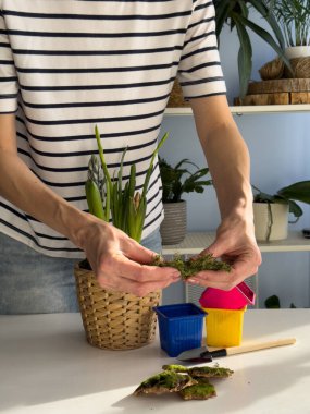 Altıncı adım. Dekoratif kaplama için toprak yüzeyine doğal yosun ekliyorum. Hasır bir kapta bahar çiçek aranjmanını tamamlamak. Kapalı alanda bahçe işleme süreci.