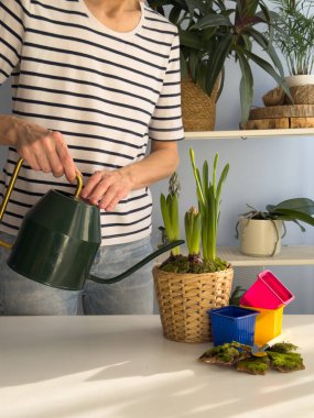 Yedinci adım. Çiçek diktikten sonra yeni ekilen sümbülleri ve nergisleri suluyorum. İçerideki adaptasyonu ve kök sabitlemeyi desteklemek için nem sağlıyor. Kapalı alanda bahçe işleme süreci.