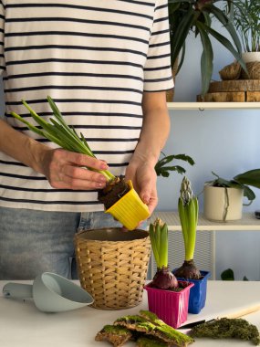Üçüncü adım. Nakil yapmadan önce küçük plastik kaplardan sümbül ampullerini dikkatlice çıkarıyorum. Toprak, yosun ve mevsimlik çiçekleri kullanarak bir iç mekan düzenleme projesinin başlangıcı.