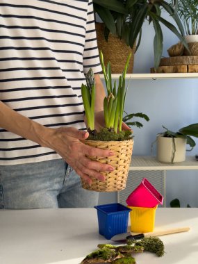 Adım 8. İlkbahar bitkisini sümbül ve nergislerle örülmüş vaziyette bitirdim. Kapalı alan bahçe projesi toprak, yosun ve mevsimlik çiçeklerle tamamlandı. Kapalı alanda bahçe işleme süreci.