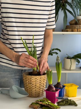 Dördüncü adım. Çiçekçiye nergis ekiyorum ve bitkileri güvenli bir şekilde toprağa yerleştiriyorum. Toprak, yosun ve mevsimlik çiçekleri kullanarak bir iç mekan düzenleme projesinin başlangıcı.