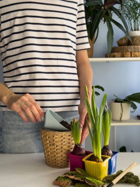 Adım 2. Bahar çiçeklerini nakletmek için dokunmuş bir ekiciyi taze toprakla dolduran kişi. Kapalı bahçıvanlık süreci sümbüller ve nergisler için temel bir katman oluşturur..