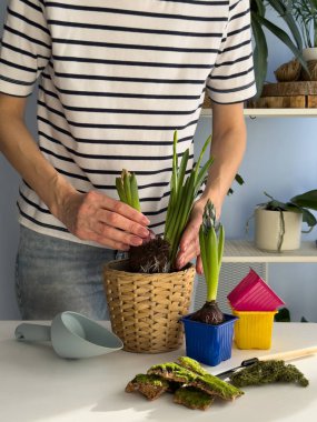 Beşinci adım. Örülmüş bir ekicinin içindeki toprağa sümbüller yerleştirmek. İç dekorasyon için dengeli bahar çiçeği bileşimi oluşturmak için ampulleri dengeleyerek. Bir iç mimarlık projesinin başlangıcı.