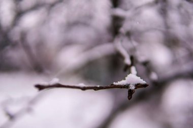 Ağaç dalı karla kaplı. Kışın başında. yüksek kalite