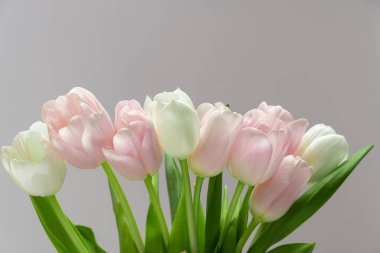 Çiçek serisi. Beyaz zemin üzerinde yeşil yapraklar olan pembe ve beyaz lale buketi. Metnin için kopyalama alanı var..