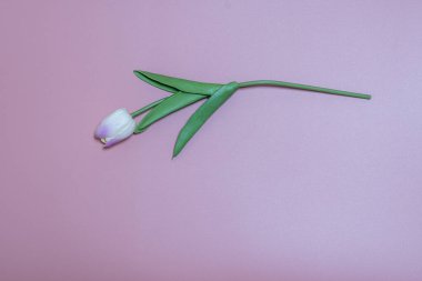 Pembe arka planda yapay laleler ve pastel konsept..