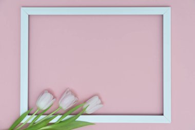 Açık pembe zemin üzerinde boş resim çerçevesi olan beyaz laleler. Kadınlar Günü için bayram kartpostalı ya da anneler günü ya da indirim konsepti. Kopyalama alanı olan çiçek bahar arkaplanı
