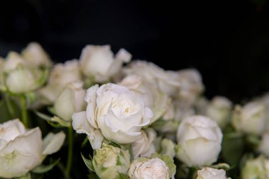 Çiçek arkaplanı olarak bir sürü beyaz gül. seçici odak.