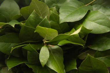 Yeşil yapraklardan oluşan yaratıcı bir düzen. Düz yatıyordu. Doğa arkaplanı