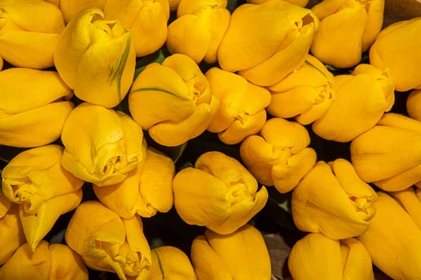 Wiosenne Kwitnące Żółte Tulipany Tło Kwiatu Bokeh Pastelowa Miękka Kartka — Zdjęcie stockowe