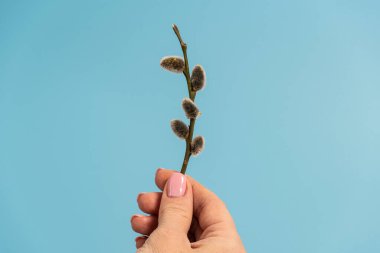 hand holds pussy willow on blue background . high quality