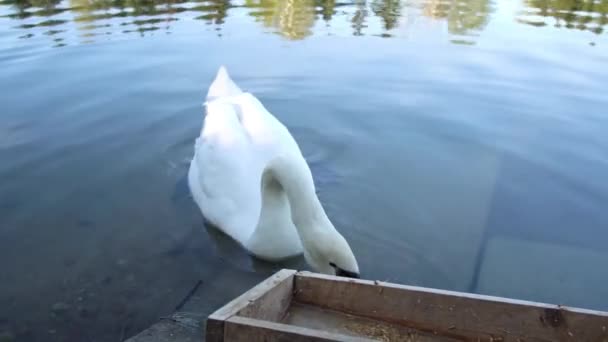 Cisne Come Alimentador Cisne Branco — Vídeo de Stock