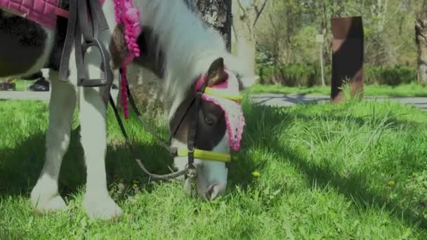 Pônei Comendo Grama Parque Dia Ensolarado — Vídeo de Stock