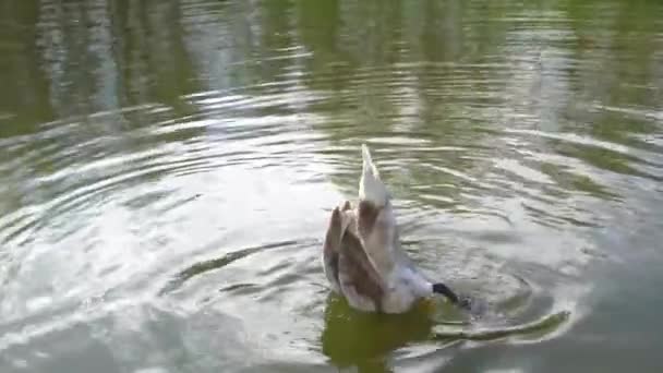 近くに白鳥の浅い水の中で食べるものを探してのアップ 白鳥は頭でダイビングし 食べ物を求めて水中でぐったりしています 湖の大きな白い白鳥が泳いでいて — ストック動画