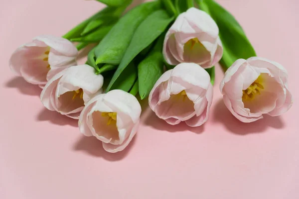 Bukiet Różowych Tulipanów Różowym Tle Dzień Matki Walentynki Koncepcja Świętowania — Zdjęcie stockowe
