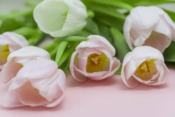Bouquet of pink tulips on a pink paper background. Spring card mockup with place for text. Five flowers tulip close-up. Tulip - a symbol of spring and Easter