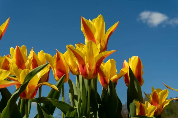 Kolorowe Tulipany Tle Błękitnego Nieba — Zdjęcie stockowe