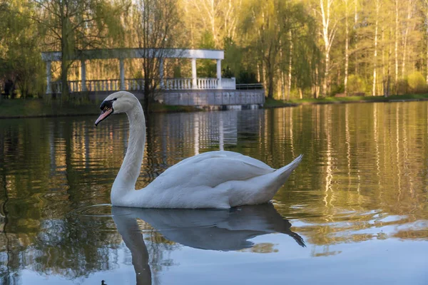 Χαριτωμένο Λευκό Swan Κολύμπι Στη Λίμνη Κύκνοι Στην Άγρια Φύση — Φωτογραφία Αρχείου