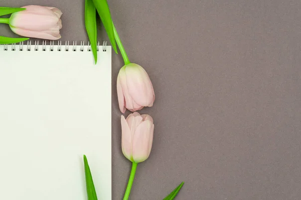 Open empty notebook and bouquet of pink tulip flowers on gray stone table top view in flat lay style. Woman working desk