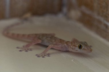 Odanın köşesinde küçük kahverengi bir kertenkele.