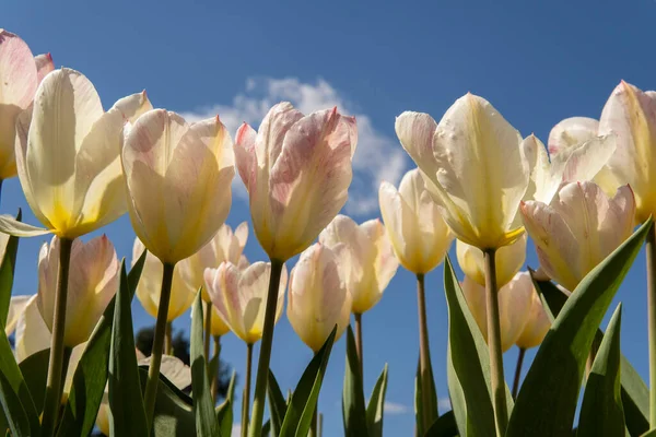 Różowe Żółte Tulipany Tle Błękitne Niebo — Zdjęcie stockowe