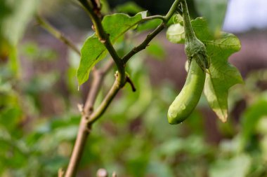 Yağmurdan sonra yeşil patlıcan yetişiyor..