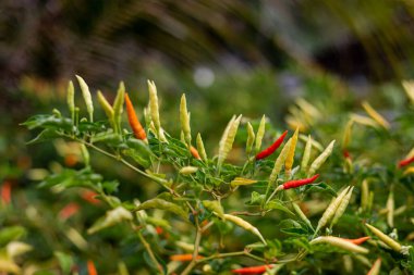 Dışarıda kırmızı ve yeşil biber yetişiyor.