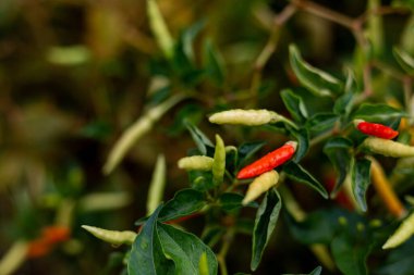 Dışarıda kırmızı ve yeşil biber yetişiyor.