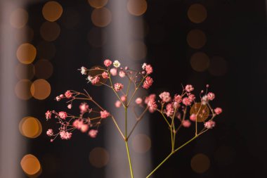 Güzel dekorasyon. Küçük kurumuş çiçekler. Siyah arka planda, duvar kağıdı..