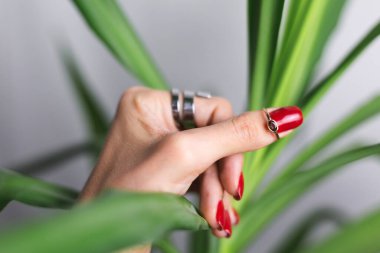 Kırmızı manikürlü bir kadın eli ve iki parmağında yüzük, güzel yeşil palmiye yapraklı tropikal arka planda. Gri duvar arkasında.