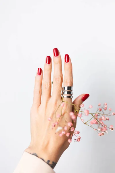 Soft gentle photo of woman hand with big ring red manicure hold cute little pink dried flowers isolated on white background, spring mood.