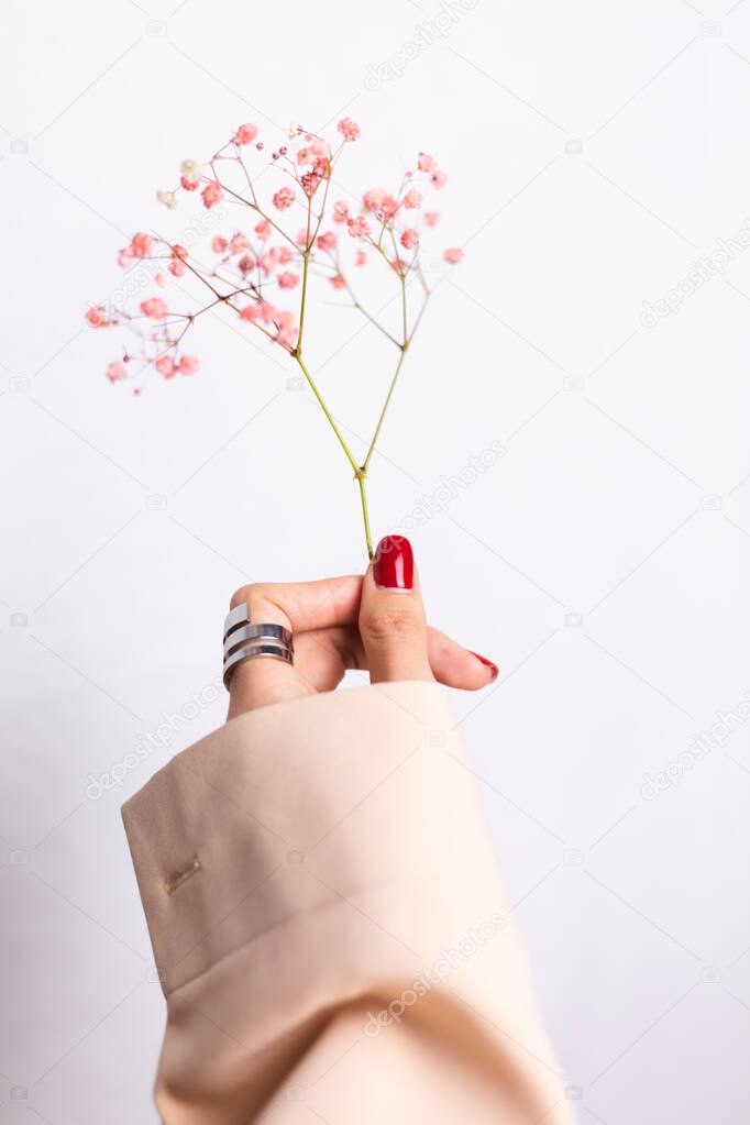 Soft gentle photo of woman hand with big ring red manicure hold cute little pink dried flowers isolated on white background, spring mood.