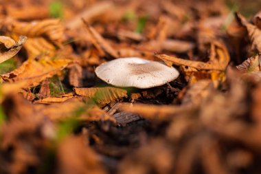 Parkta büyüyen şampiyonların açık hava çekimi, sonbahar portakal yaprakları.