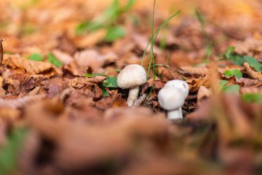 Parkta büyüyen şampiyonların açık hava çekimi, sonbahar portakal yaprakları.