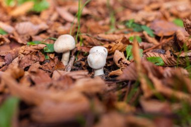 Parkta büyüyen şampiyonların açık hava çekimi, sonbahar portakal yaprakları.